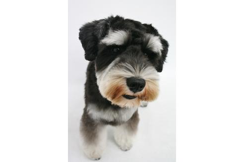 販売中のミニチュアシュナウザーの親犬